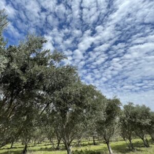 Picual Olive Trees in the Grove