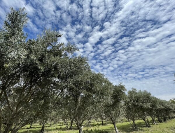 Picual Olive Trees in the Grove